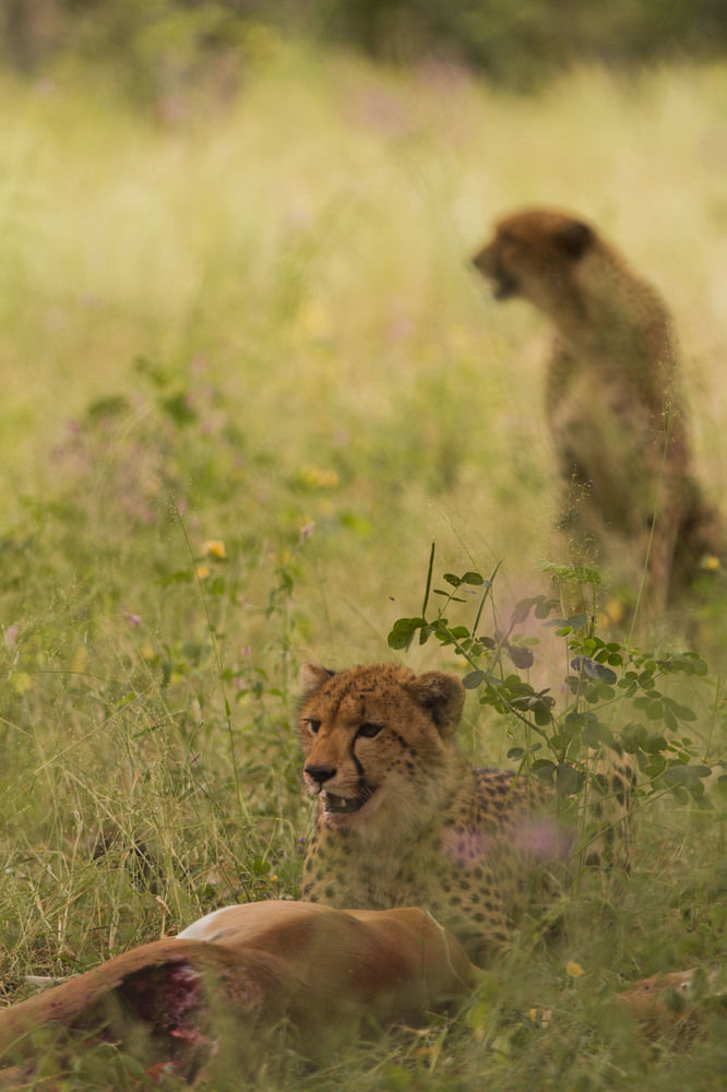 Nambwa Tented Lodge Kongola Exteriér fotografie